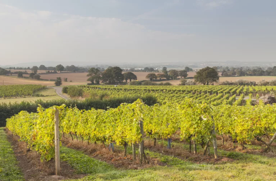葡萄酒行业是否正面临百年未有之大变局？