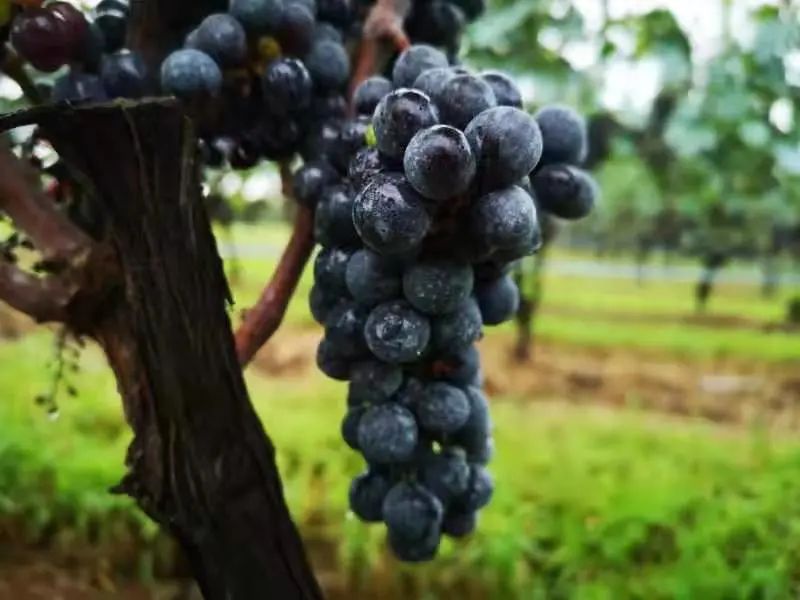 品鉴完全球最好的品丽珠葡萄酒，达加塔大师写下这篇深度攻略！