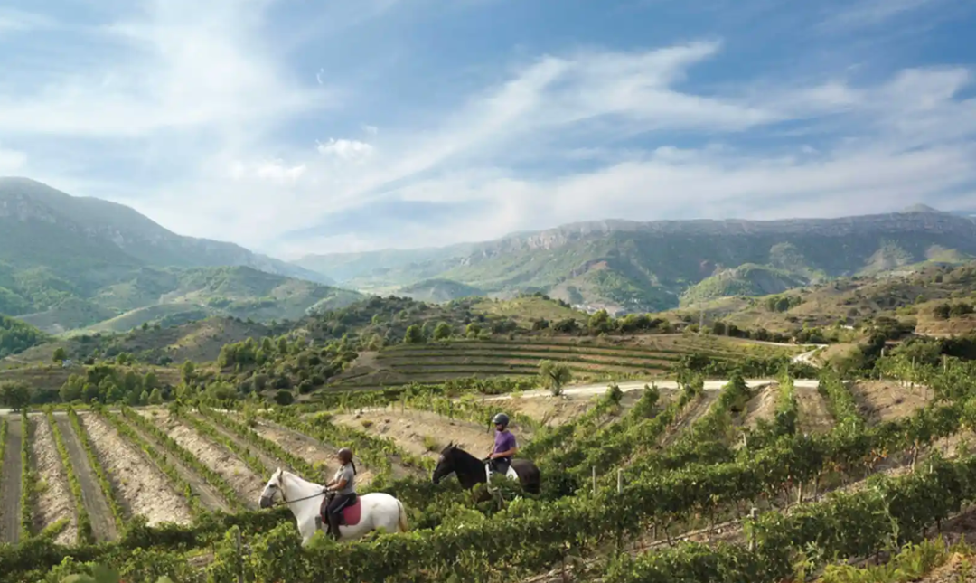 进入西班牙白葡萄酒的世界，从这6个品种开始