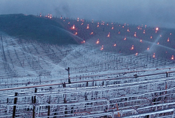 夏布利的春天有时会发生可怕的霜冻，为了挽救葡萄，酒农会在葡萄田里燃起火堆驱除霜冻。图片来源：William Fèvre