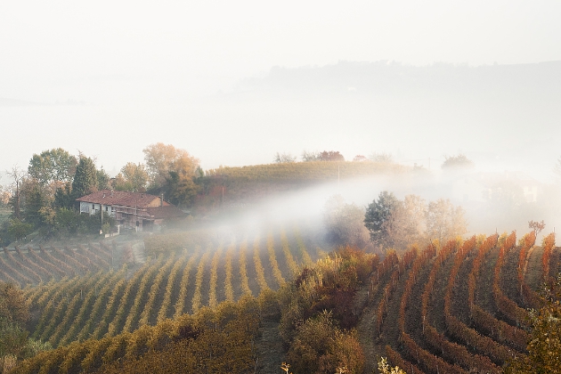 皮埃蒙特雾气缭绕的山间葡萄园，内比奥罗（Nebbiolo）的雅称“雾葡萄”也由此而来，图片来源：Stefano Pertusati