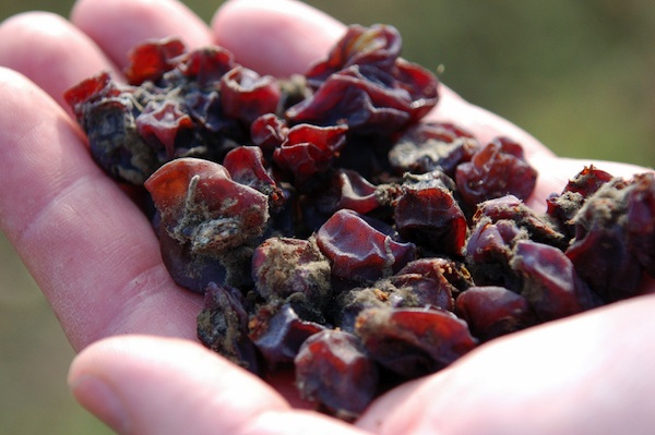成熟期贵腐菌的感染让Tokaji地区的葡萄变得高度凝缩，图片来源：Suzanne Urpecz