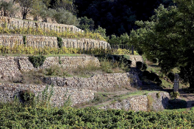 米拉瓦尔酒庄（Château Miraval）山地葡萄园，图片来源：miraval-provence
