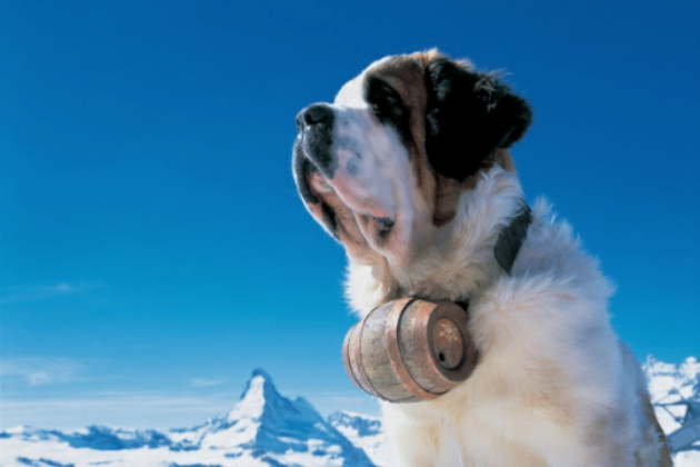 圣伯纳犬最出名的形象中也少不了橡木桶，不过他们带的是御寒用的白兰地