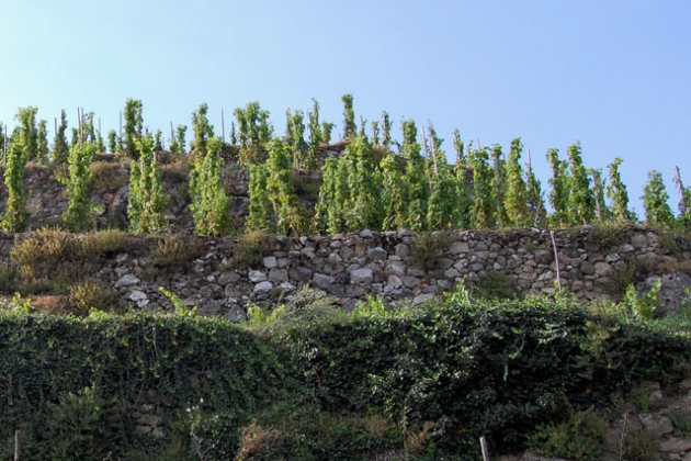 弗朗索瓦(François Villard)的葡萄园，图片来源：pywine