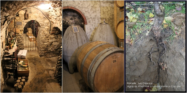 Chartogne taillet的酒窖（左）水泥蛋发酵罐（中）以及深根的黑皮诺藤（右）