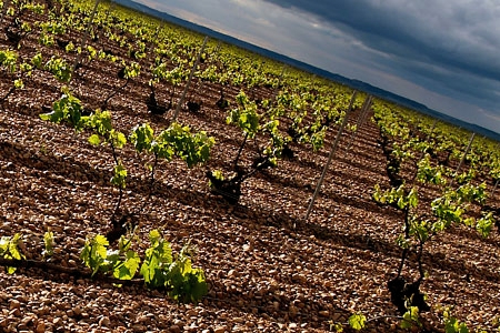卢埃达（Rueda）产区的葡萄园，图片来源：worldsofflavorspain