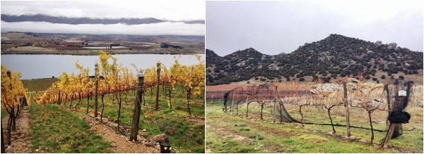 酒庄风土优越的葡萄园（左），以及8株生长在金币上的葡萄藤（右），图片来源：施晔