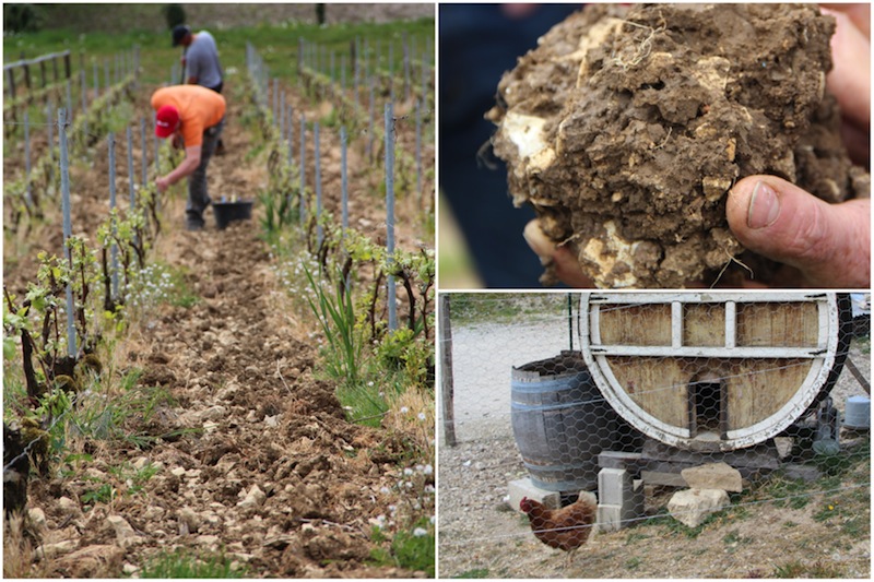 Bertrand Gautherot的葡萄园，充满活力的土壤和用酒桶改建的鸡棚，图片来源：谢晓燕