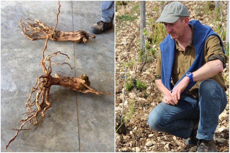 Bertrand Gautherot（右）正在展示使用肥料的葡萄藤根系（左下）和不使用肥料的葡萄藤根系（左上），图片来源：谢晓燕