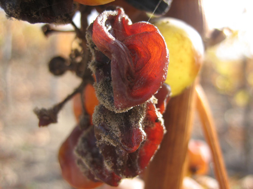 贵腐感染的葡萄，图片来源：dobogo