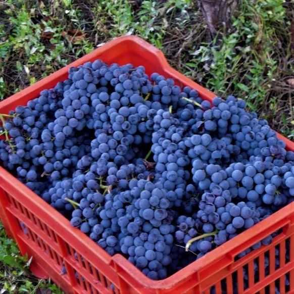 ​皮埃蒙特有个葡萄品种，陈年后竟和内比奥罗如此神似！