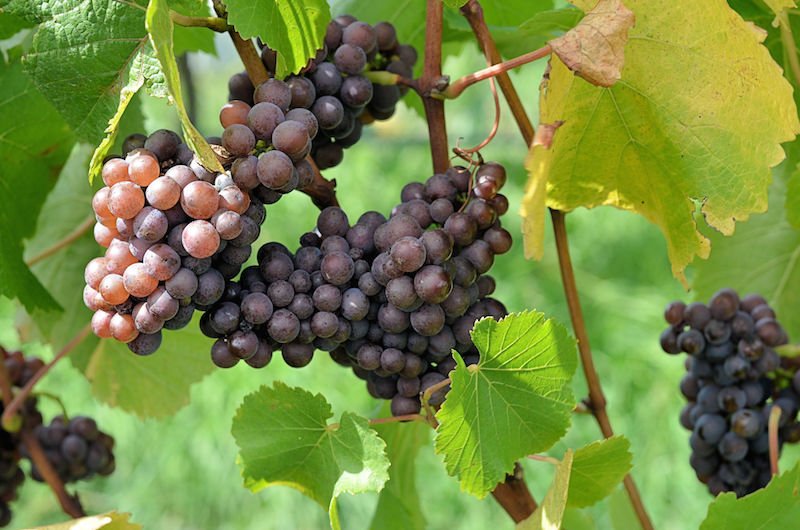 灰皮诺(Pinot Grigio),经常被酿成清爽果味的简单白葡萄酒