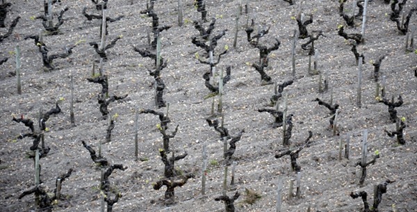 奥比昂酒庄（Château Haut-Brion，也译作红颜容庄）4月的葡萄田