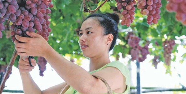 中国:崛起中的葡萄酒生产大国