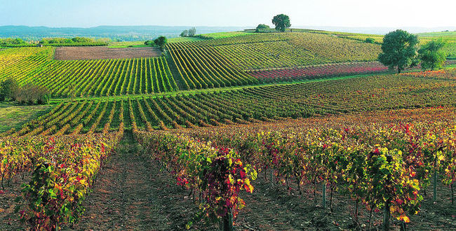 葡萄品种以多样化著称的西南产区，图片来源：Jean-Paul AZAM /hemis.fr