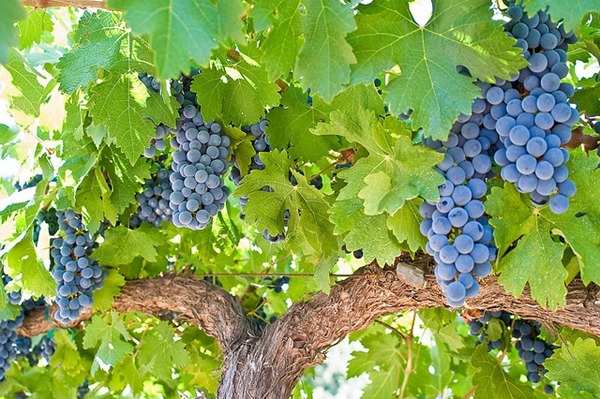 赤霞珠（Cabernet sauvignon）品种的葡萄，图片来源：vladdythephotogeek