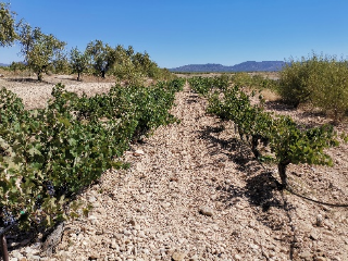 这个分类能代表西班牙葡萄酒的最高品质吗？一篇文章带你搞懂VINO DE PAGO