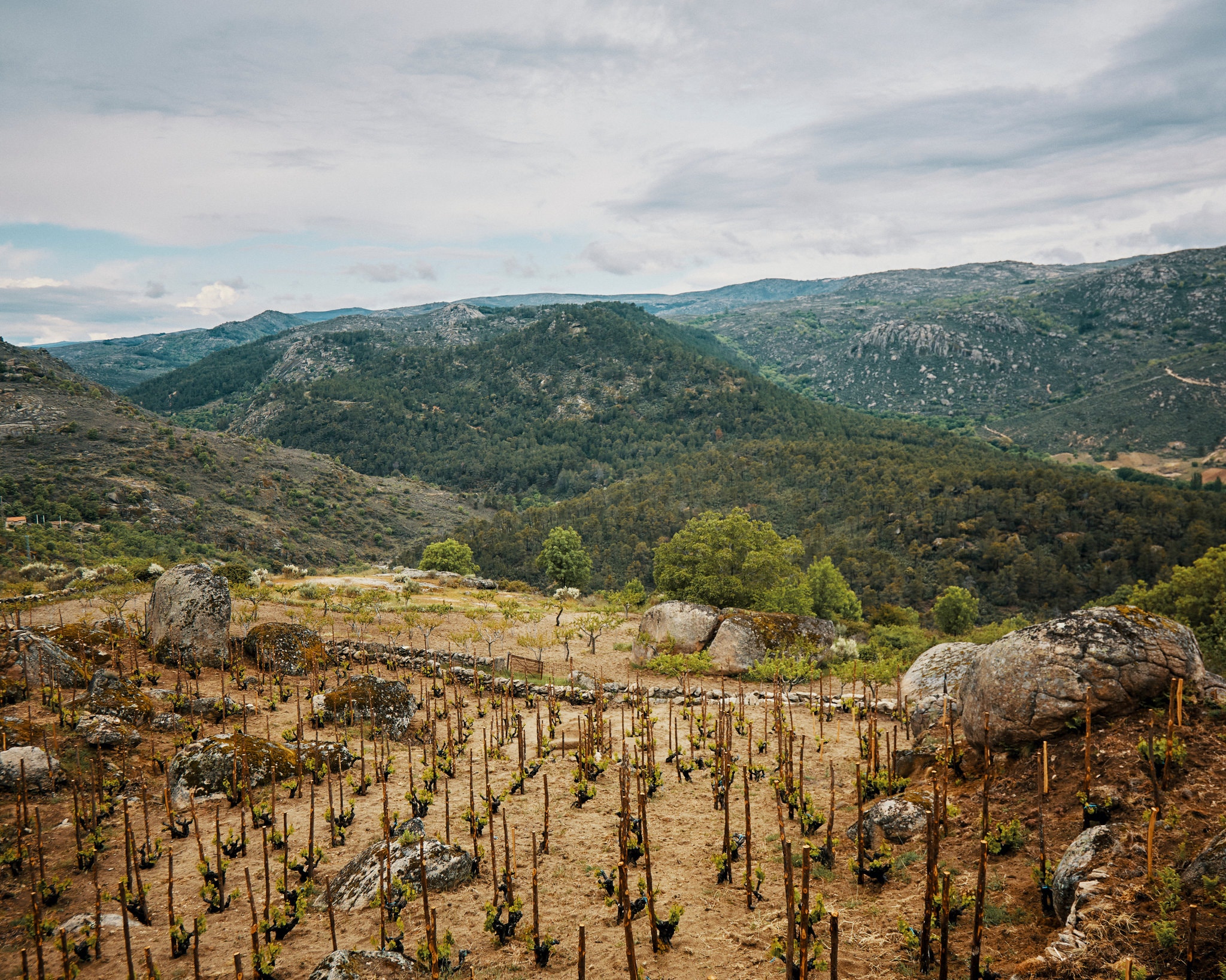 西班牙格雷多斯山区（Sierra de Gredos）壮观的葡萄园