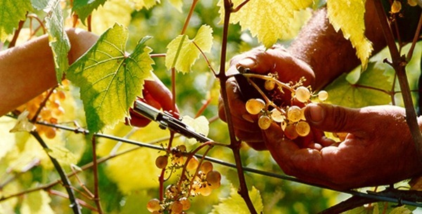 意大利葡萄酒的品质革命，图片来源：DR