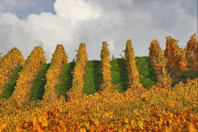 阿尔萨斯的葡萄园，图片来源：panoramio