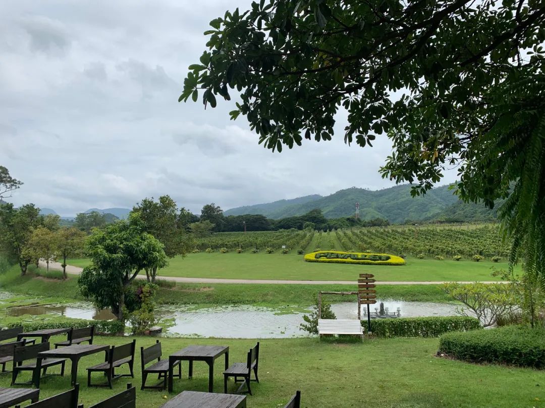 平行宇宙中的泰国葡萄酒庄园