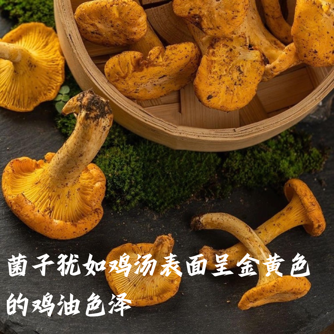 救命！这些菌子真的鲜入灵魂...