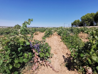 这个分类能代表西班牙葡萄酒的最高品质吗？一篇文章带你搞懂VINO DE PAGO