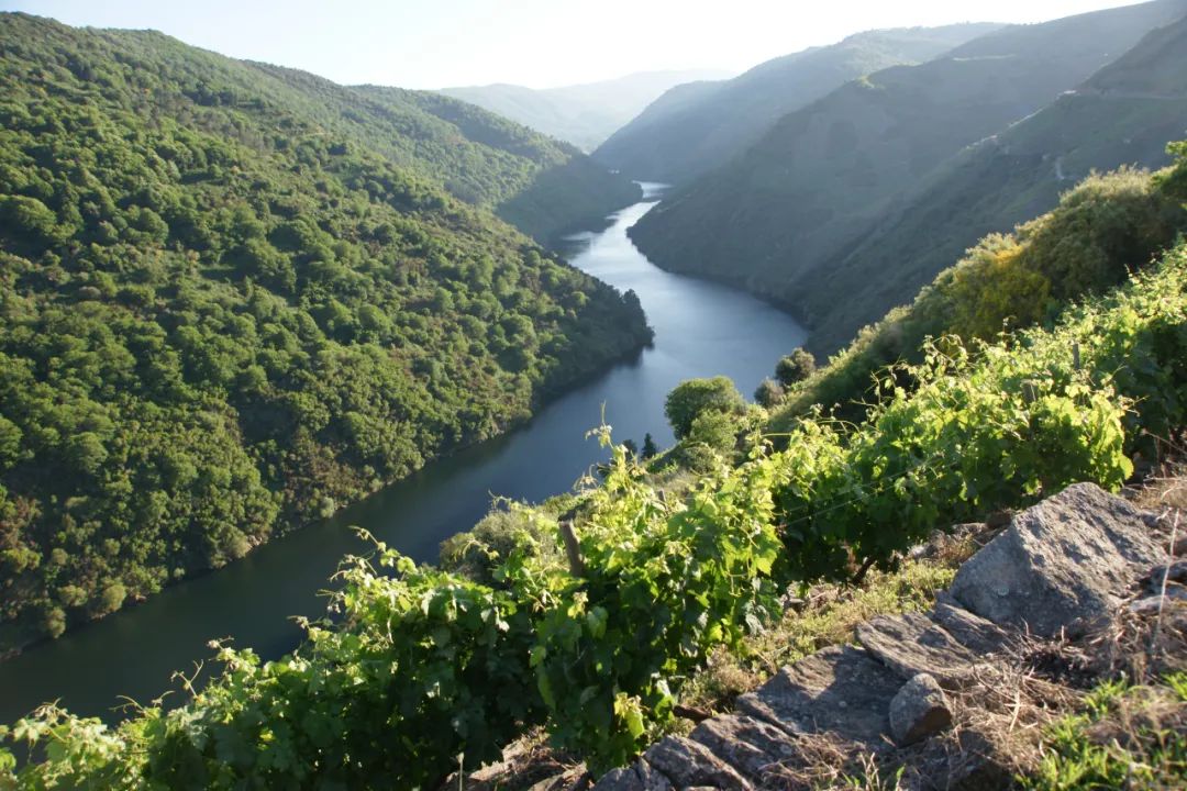 林裕森专栏｜这个原产自法国Jura的葡萄品种，却在西班牙大放异彩！
