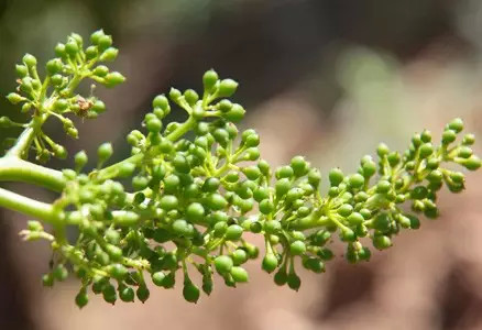 11. 结果期：花朵受精，绿色的微小葡萄果实开始形成。