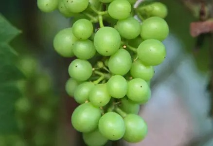 12. 豌豆状：果实颗粒达到最终大小的一半。葡萄串下垂呈竖直状态。
