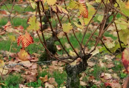 16. 落叶：所有的枝条都已变成棕色，叶子变黄并且开始掉落。这是冬休期的开始。