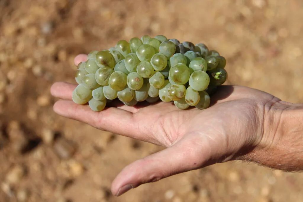 Verdejo Malcorta葡萄被嫌弃的前半生和它的拯救者