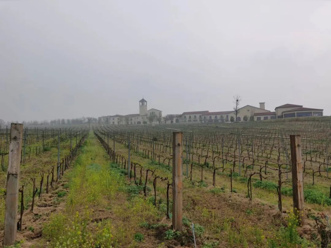 中国终于有了世界级的葡萄品种，赏源深度报告