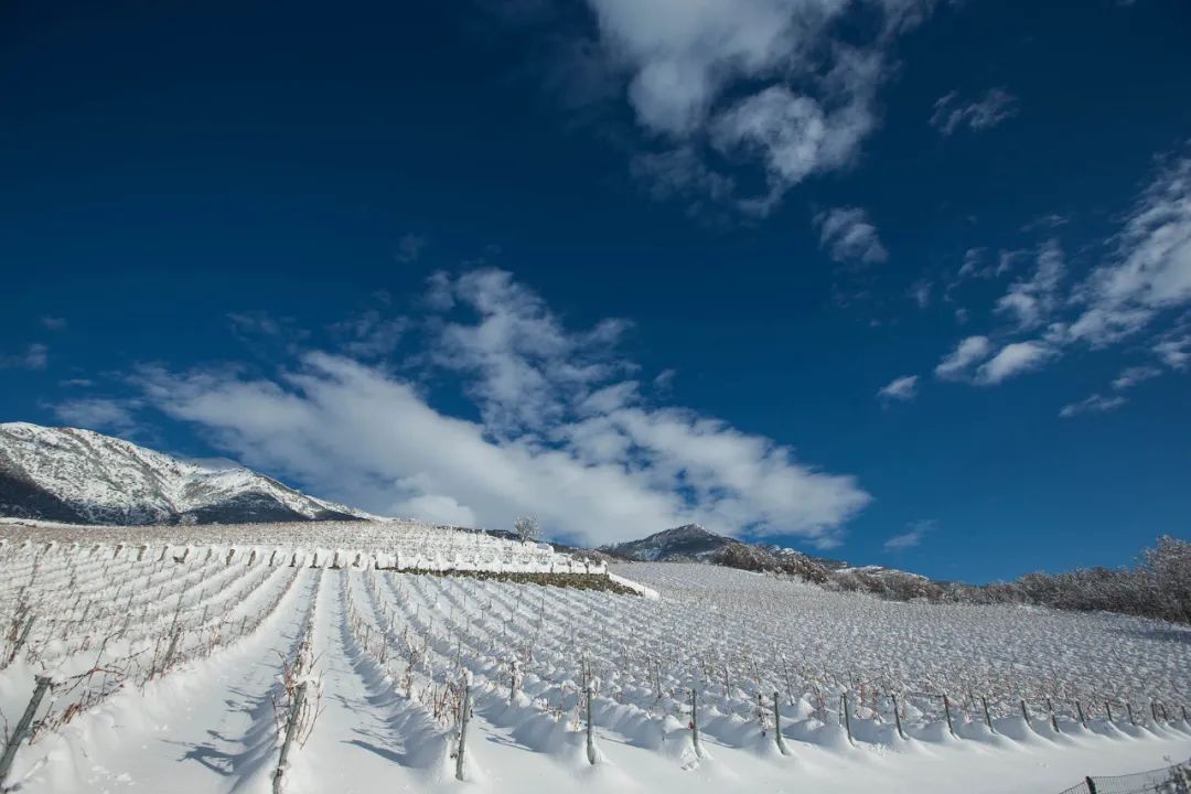 千米雪峰下的黑皮诺竟如此好喝！