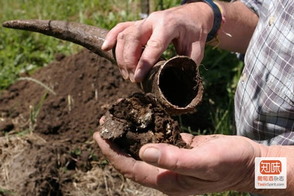 生物动力法在葡萄园的常见配方之一，用焚烧后的牛粪填入牛角，在地下掩埋后制成。被认为能恢复葡萄园土地的活力