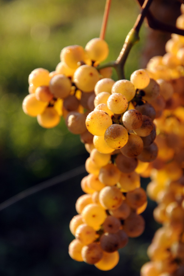 无心插柳，竟成就了中国标志性葡萄品种