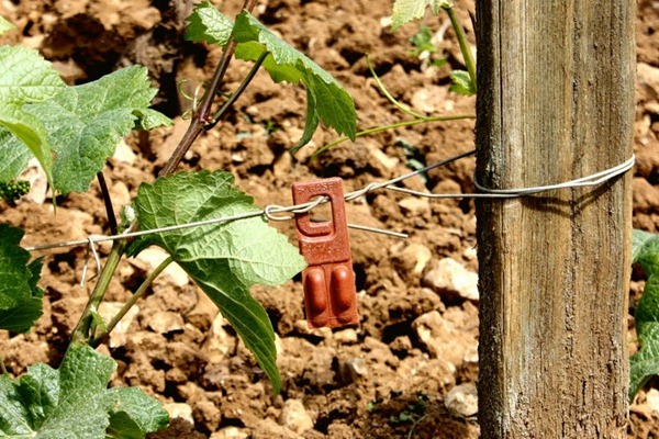 勃艮第罗曼尼-康帝（Romanée Conti）酒庄葡萄园里的用于扰乱害虫繁殖的性外激素