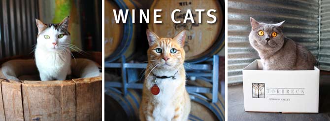 一本关于酒庄名猫的图册“wine cats”，作者Craig McGill和 Susan Elliott，从左到右：Penny's Hill酒庄的路易斯，Curly Flat Vineyard酒庄的“泡泡糖”，Torbreck Vintners酒庄的“旺布尔先生”，截图：wine-searcher