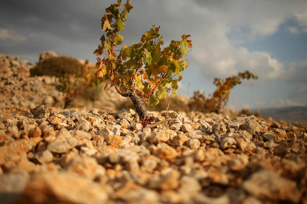 黎巴嫩Bekaa平原上Kefraya酒庄的葡萄藤，来源：Olivier Roux