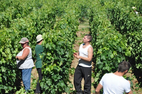 酒农在波尔多右岸圣埃米利永（Saint Emilion）的葡萄园里劳作