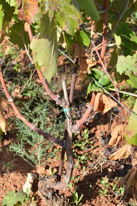 西西里岛传统的Albarello的剪枝，来源：陈微然