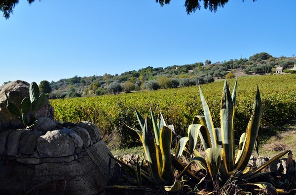 意大利最南端的西西里岛：仙人掌与葡萄藤共存的土地，来源：陈微然