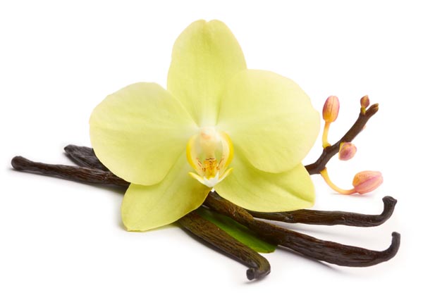 Vanilla sticks and yellow orchids on the white background