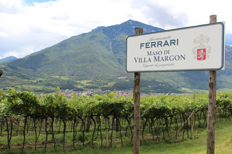 法拉利酒庄（Ferrari）的葡萄园，来源：谢晓燕/知味葡萄酒杂志