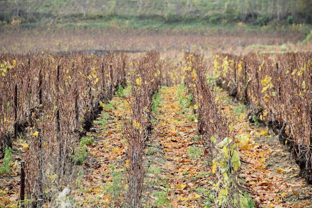 Selosse的葡萄园，图片来源：谢晓燕
