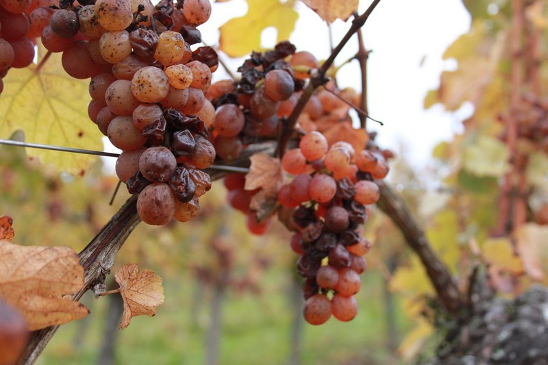 法国阿尔萨斯产区的晚收琼瑶浆葡萄（Gewurztraminer），来源：vins-carl.com