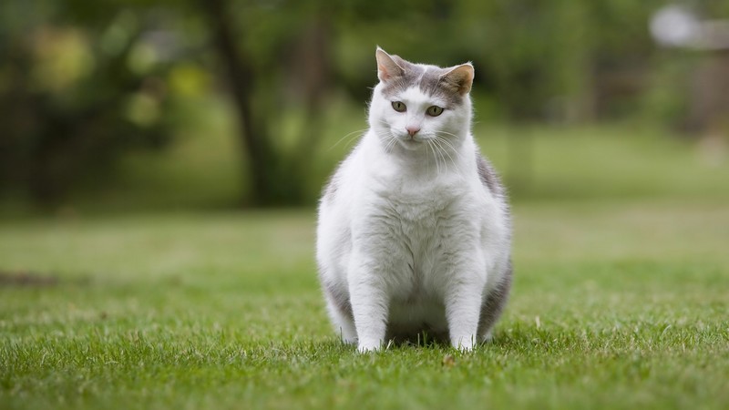 Is-My-Pet-Overweight-1920x1080