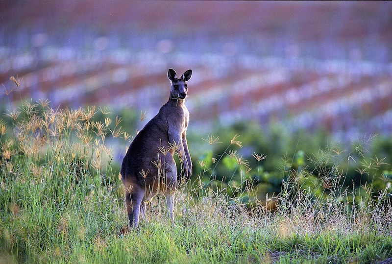 葡萄园里的袋鼠，图片来源：Wine Australia