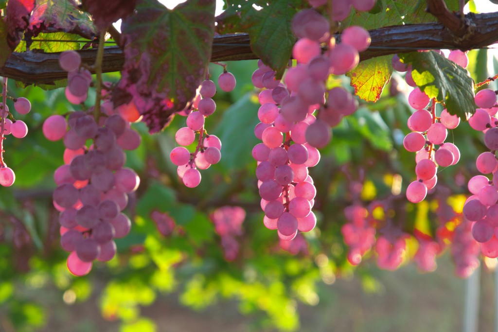 其实许多葡萄品种，比如玫瑰香，视栽培工艺和产地差异，都可以选择酿酒或者鲜食，图为日本甲州葡萄